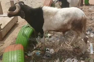 Big Healthy Ram ,Ileya Promo