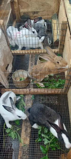 Rabbit Sales