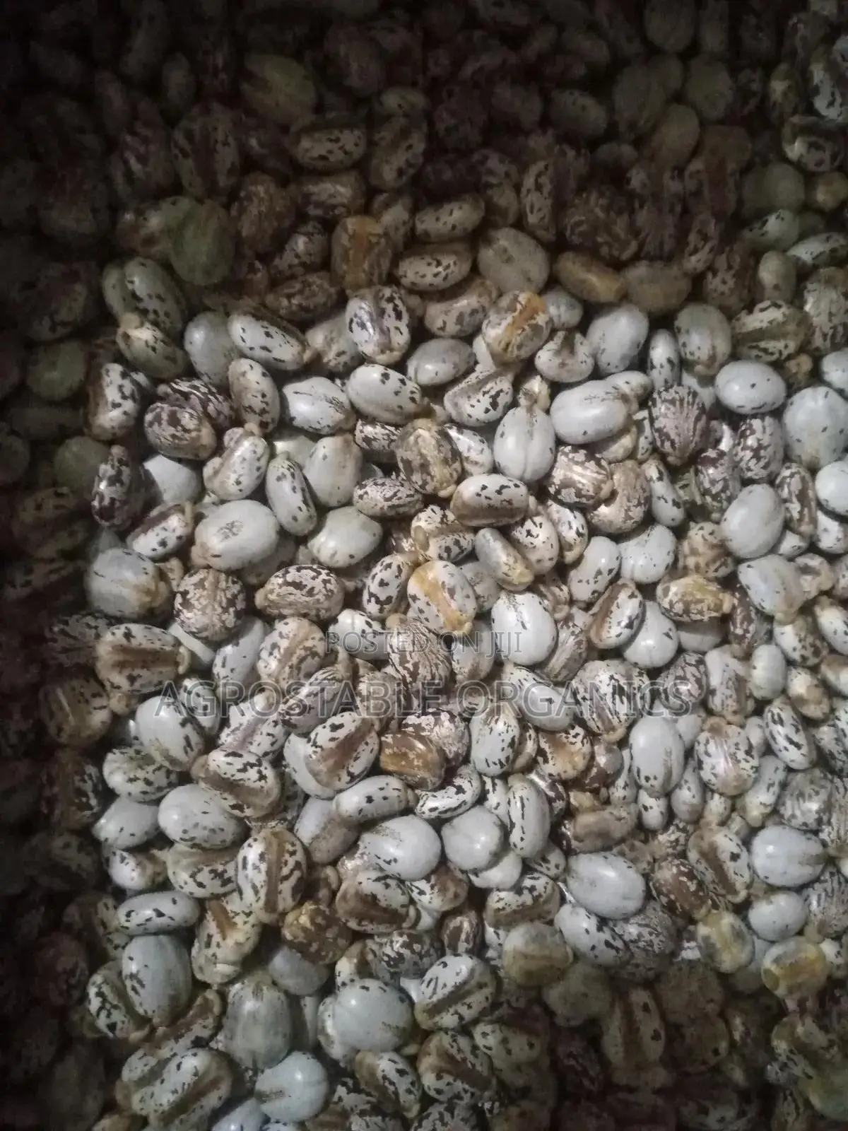 Castro Seeds