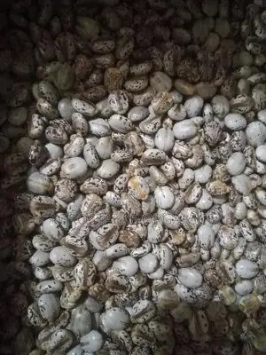 Castro Seeds