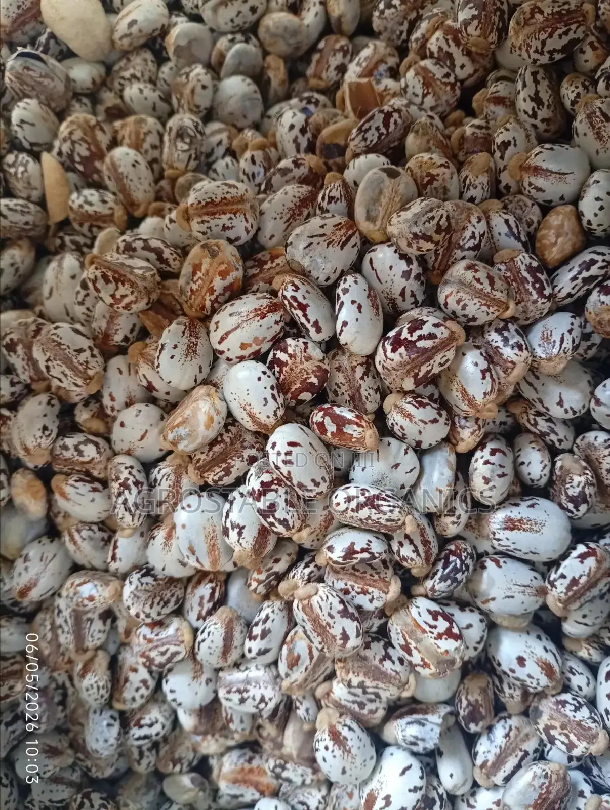 Castro Seeds