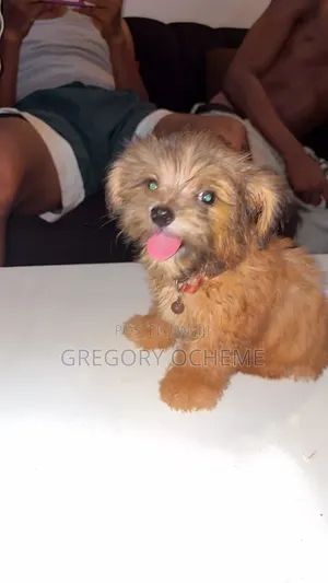 3-6 months Female Purebred Lhasa Apso