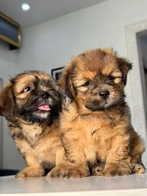 1-3 months Male Purebred Lhasa Apso