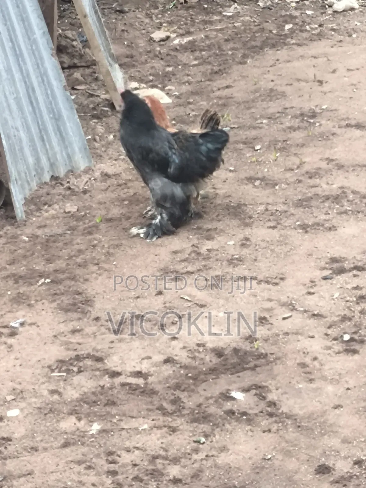 Brahma Exotic Chicken