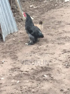 Brahma Exotic Chicken