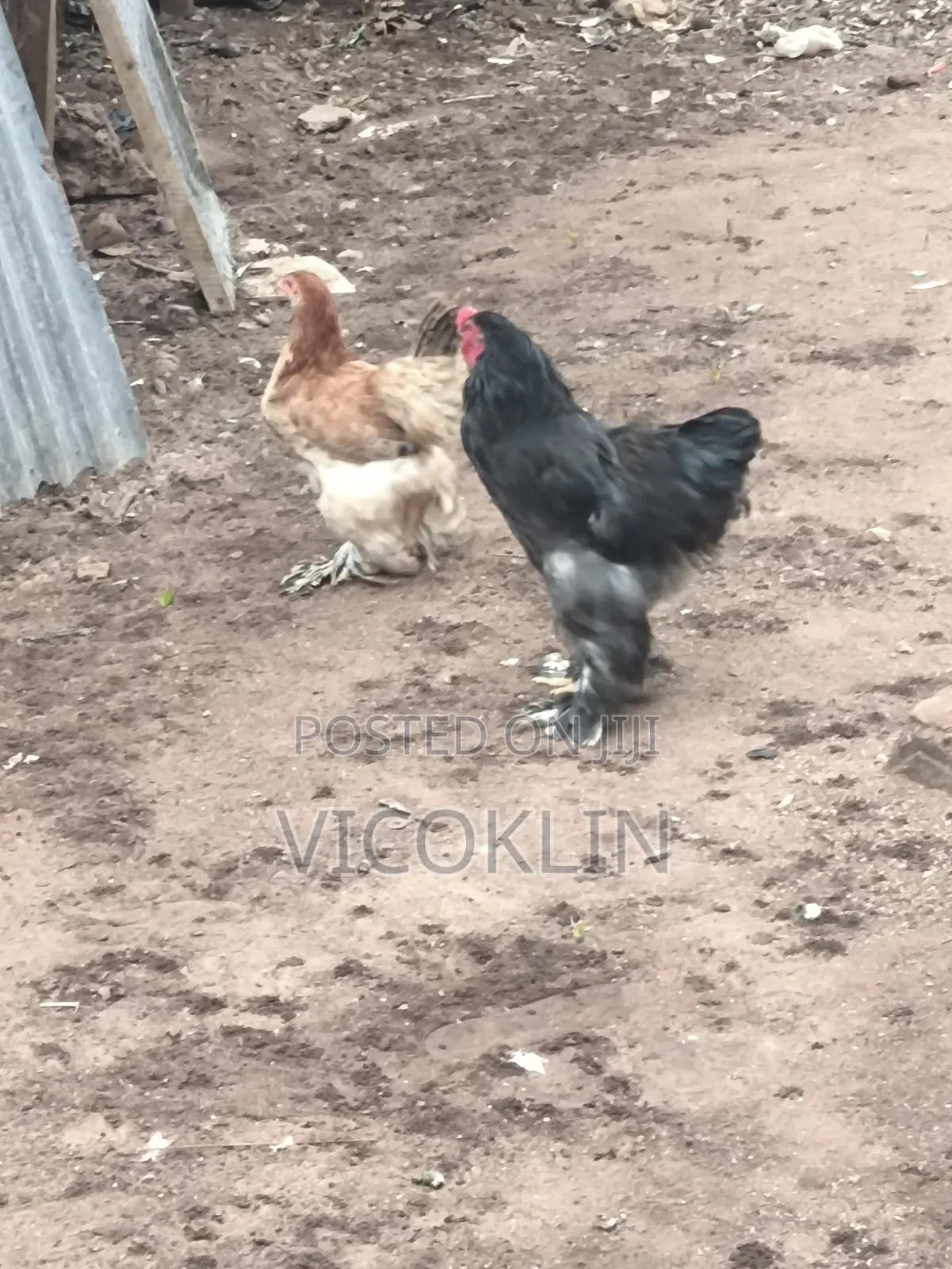 Brahma Exotic Chicken