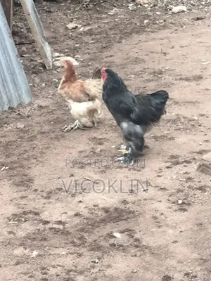 Brahma Exotic Chicken