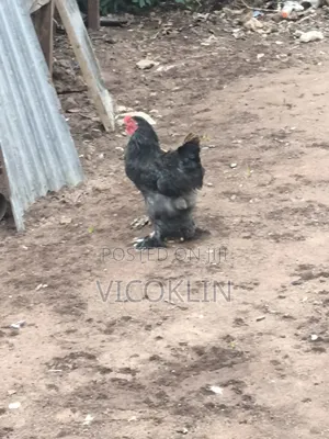 Brahma Exotic Chicken