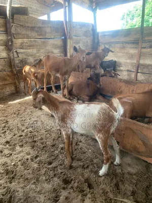 Goats Are Now Available 