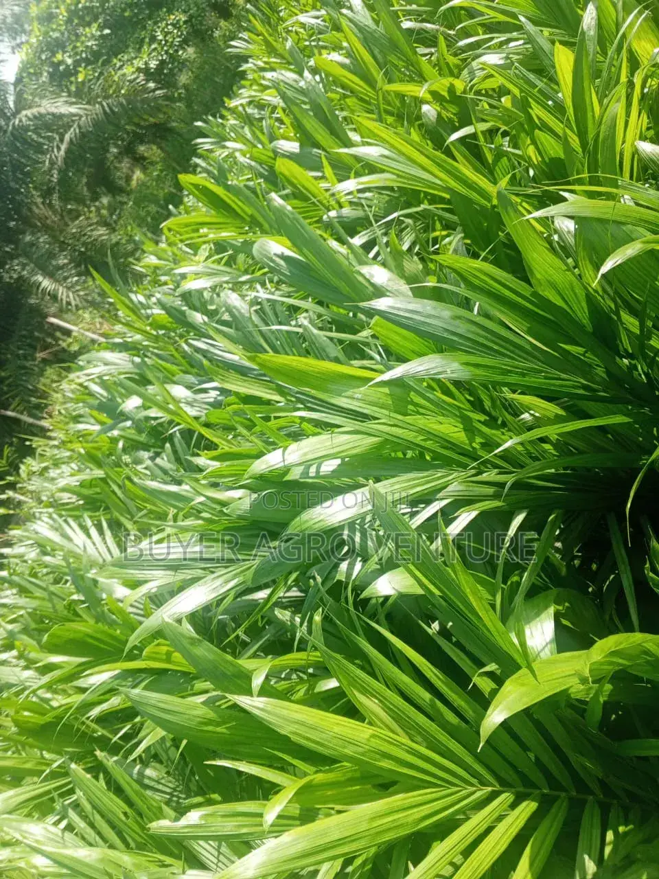 Malaysia Super Gene