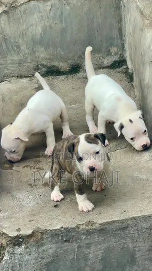 1-3 months Female Purebred American Pit Bull Terrier