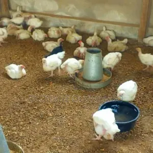 4weeks Broilers for Sale