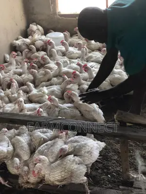 Broilers at 4,100 Naira Per Kg Dressed Weight