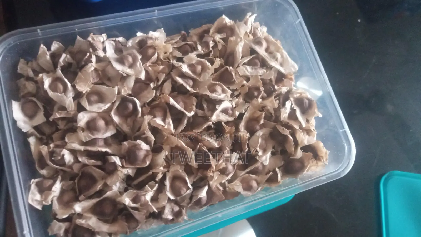Moringa Seeds Sorted and Clean