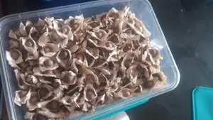 Moringa Seeds Sorted and Clean