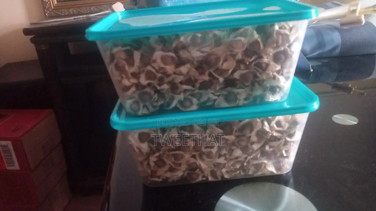 Moringa Seeds Sorted and Clean
