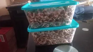 Moringa Seeds Sorted and Clean