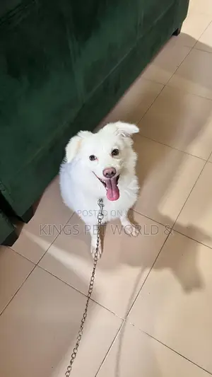 1+ year Male Purebred American Eskimo