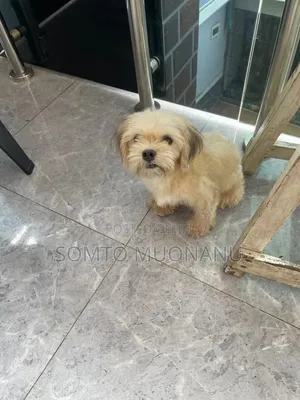 6-12 months Male Mixed Breed Lhasa Apso