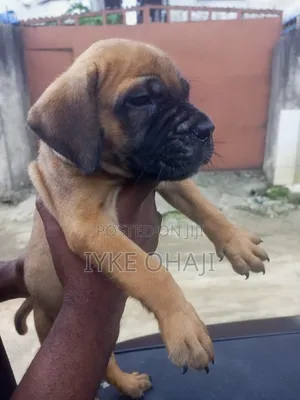 1-3 months Female Purebred Boerboel