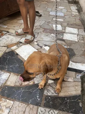 6-12 months Female Mixed Breed Boerboel