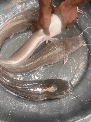 Catfish Brood Stock