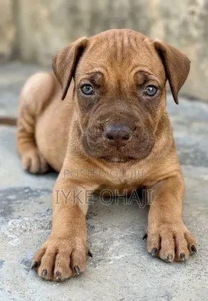 1-3 months Male Purebred Boerboel