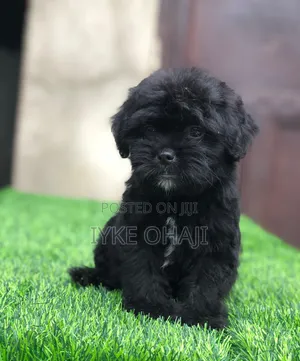 1-3 months Female Purebred Lhasa Apso