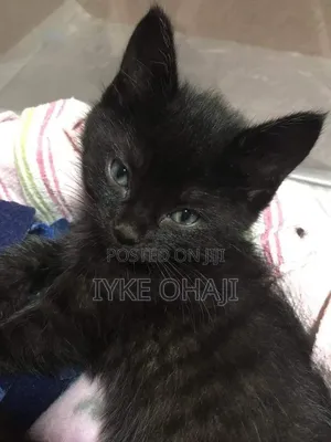 1-3 months Male Purebred American Shorthair