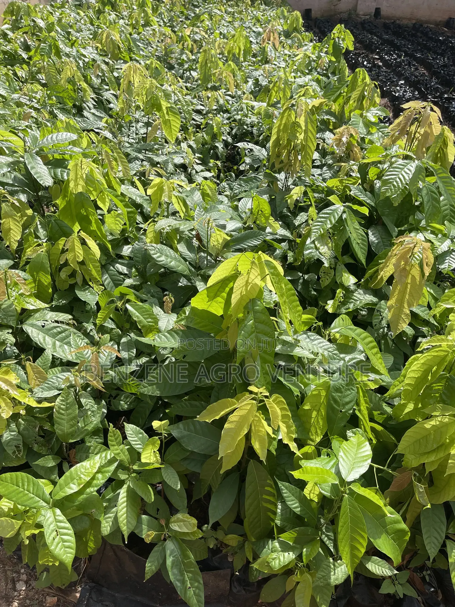 Hybrid Cocoa Seedling
