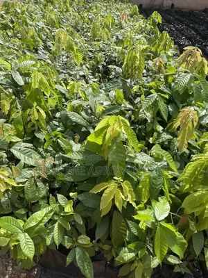 Hybrid Cocoa Seedling