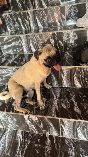 1+ year Female Purebred Pug
