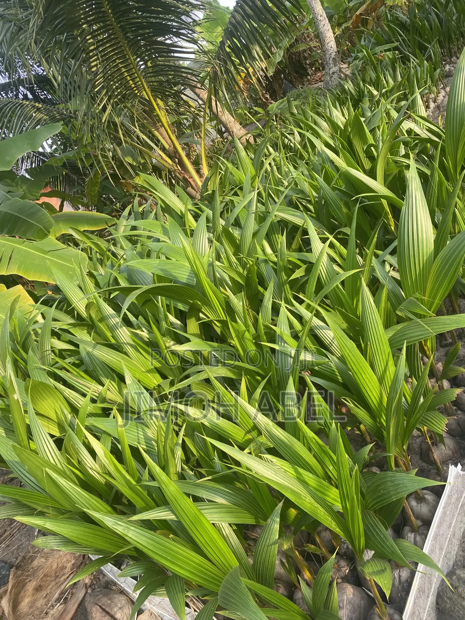 Hybrid Coconut Seedlings