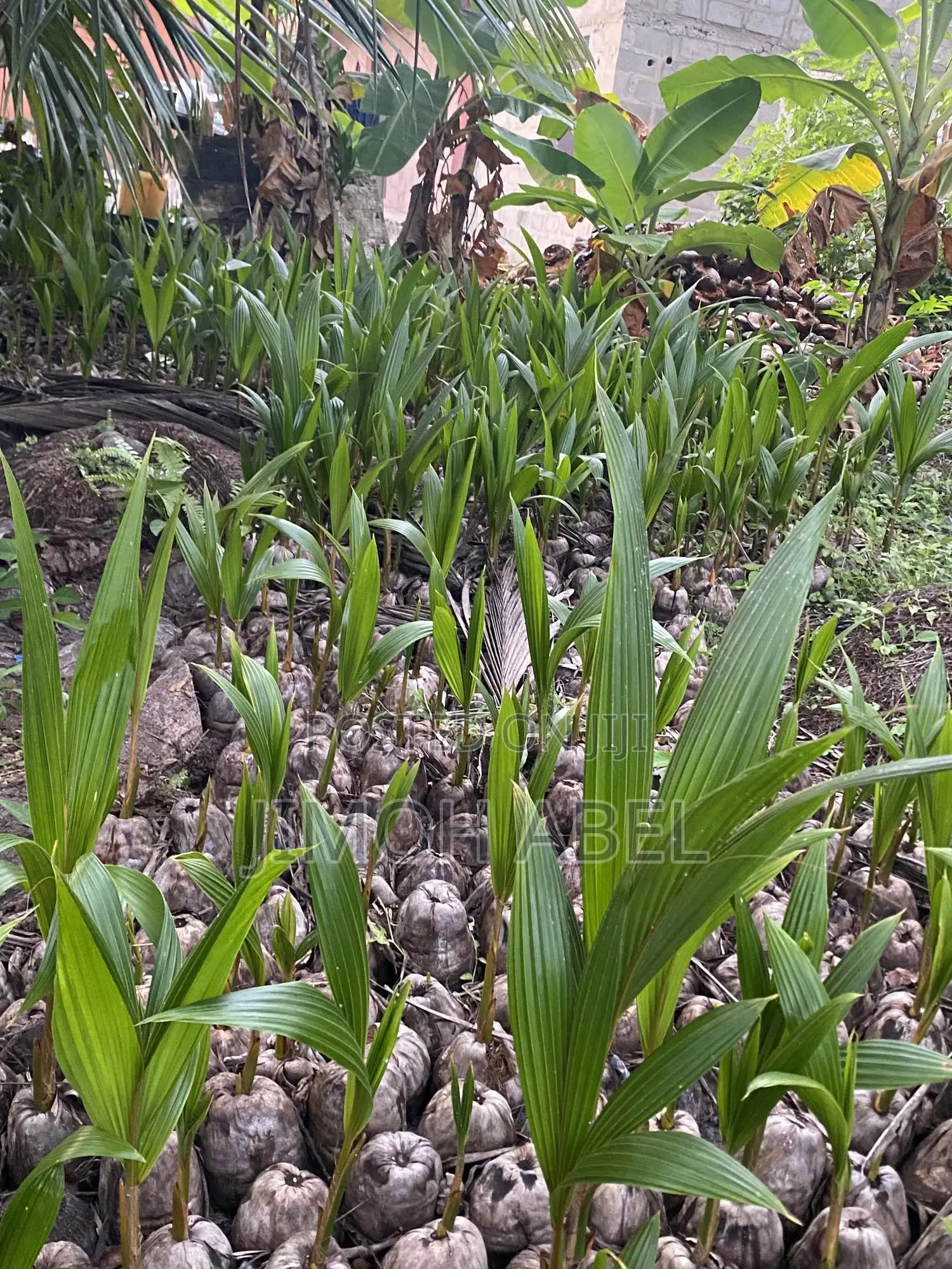 Hybrid Coconut Seedlings