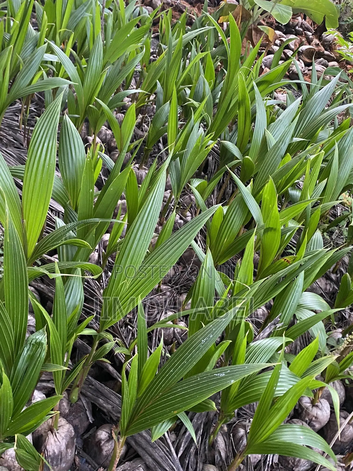 Hybrid Coconut Seedlings