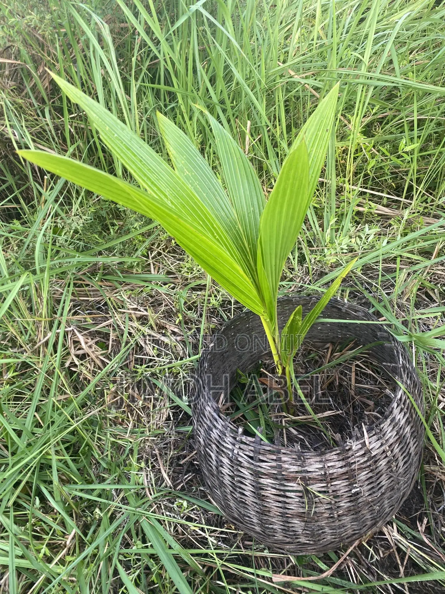Hybrid Coconut Seedlings