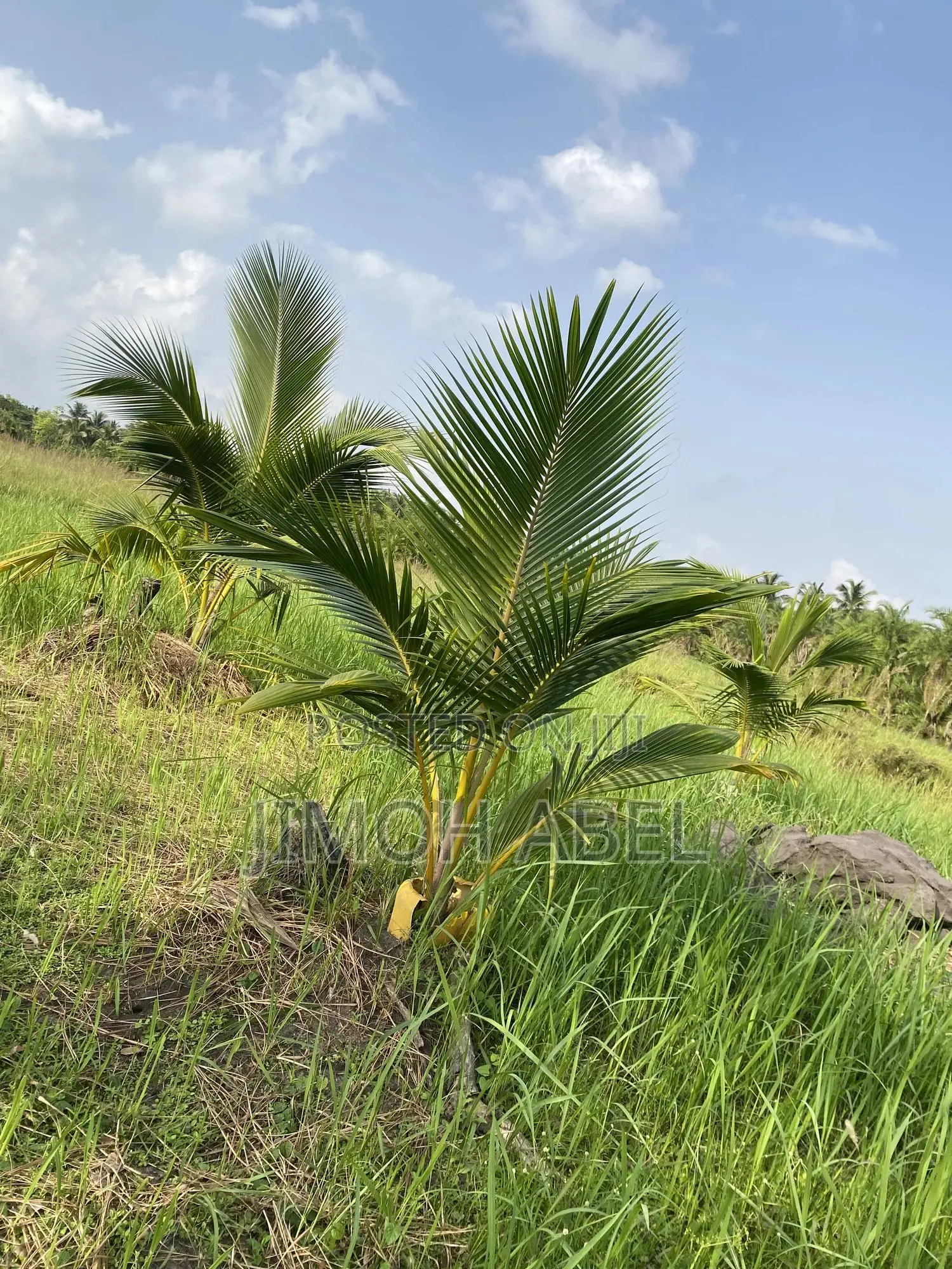 Hybrid Coconut Seedlings