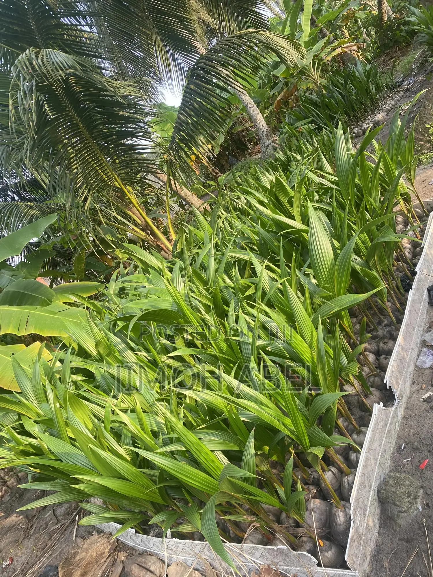 Hybrid Coconut Seedlings