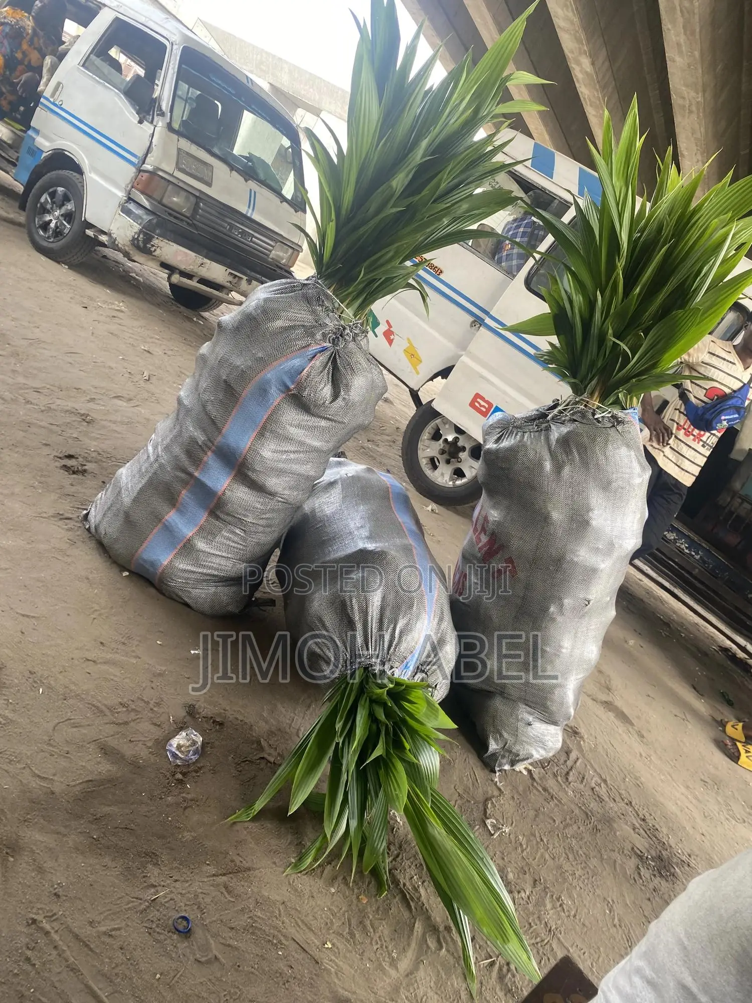 Hybrid Coconut Seedlings