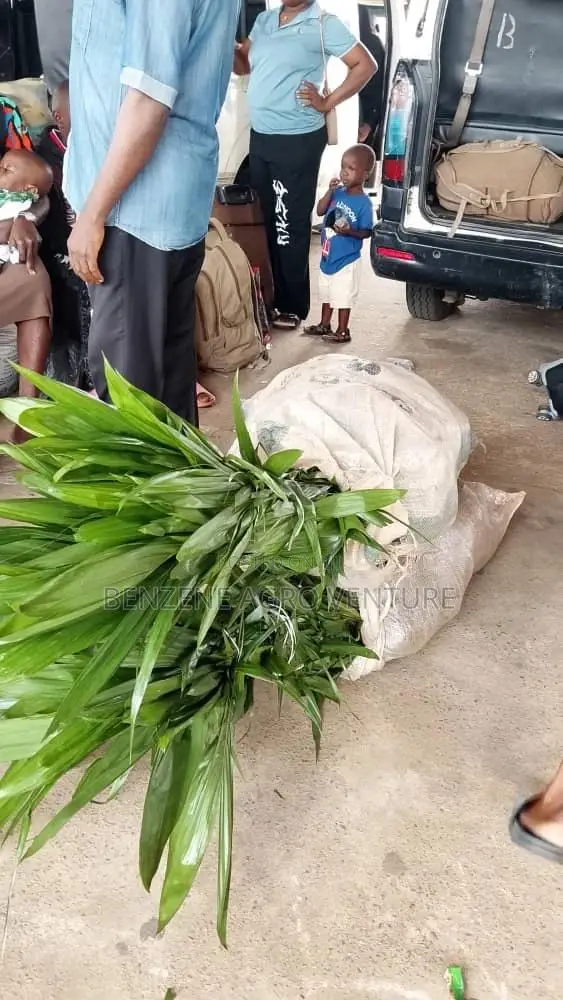 Palm Seedlings