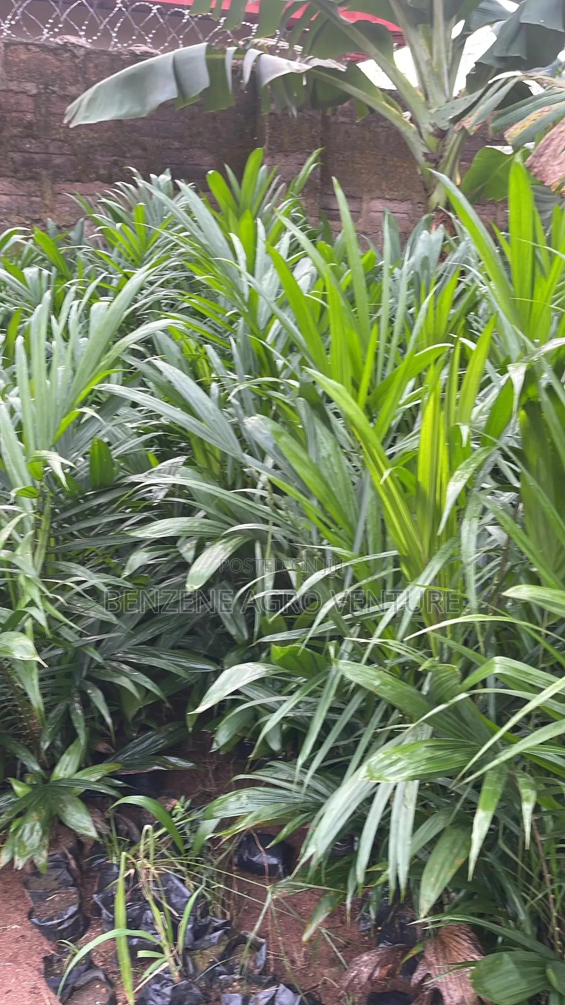Palm Seedlings