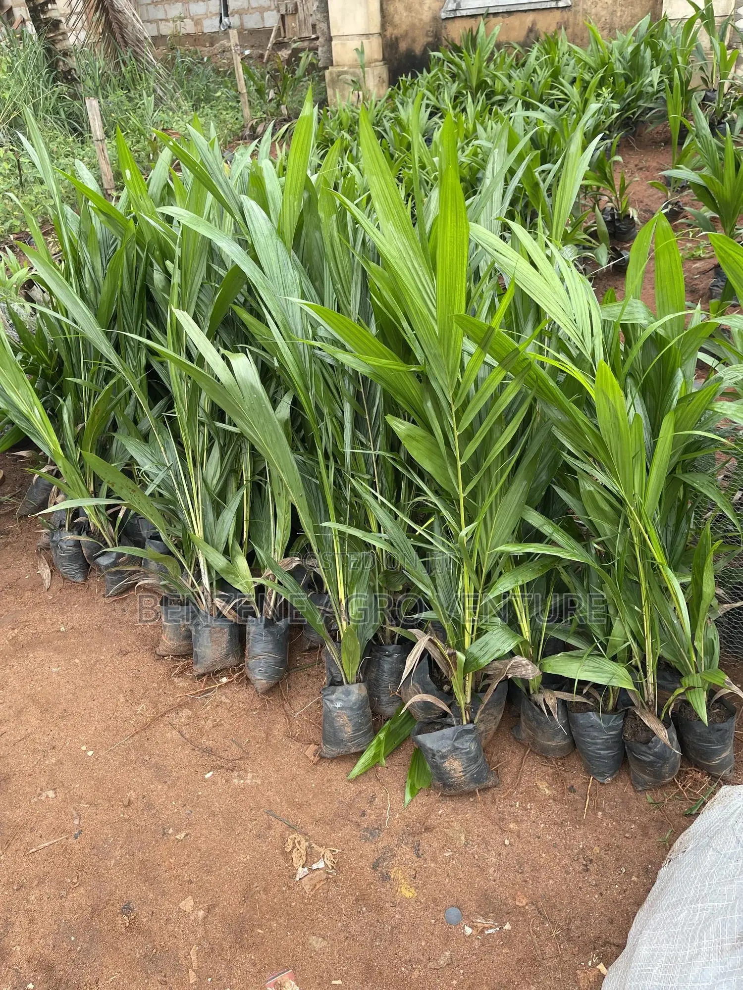 Palm Seedlings