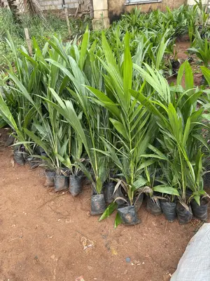 Palm Seedlings
