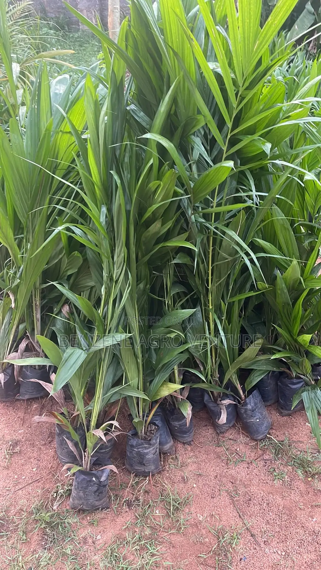 Palm Seedlings