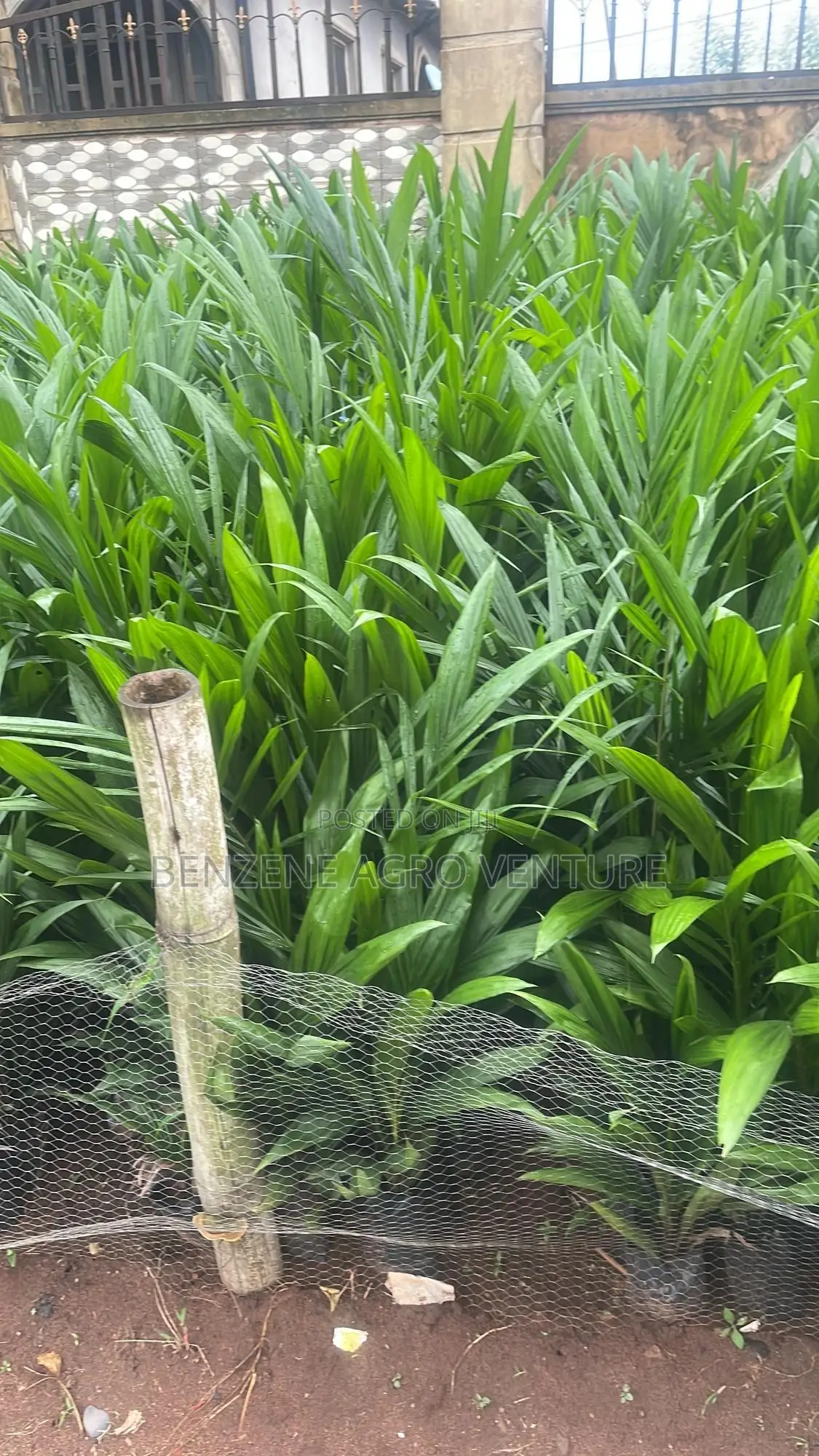 Palm Seedlings