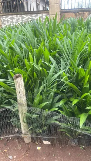 Palm Seedlings