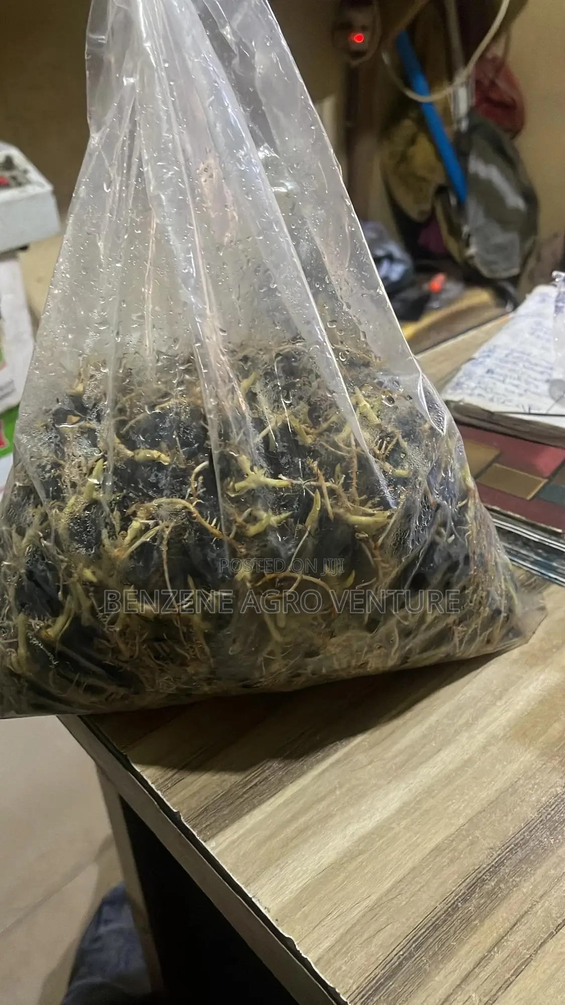 Palm Seedlings