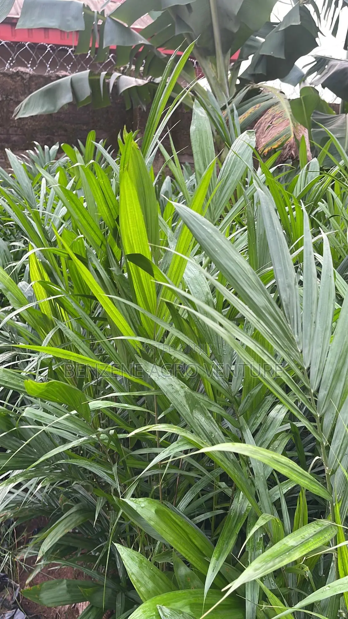 Palm Seedlings