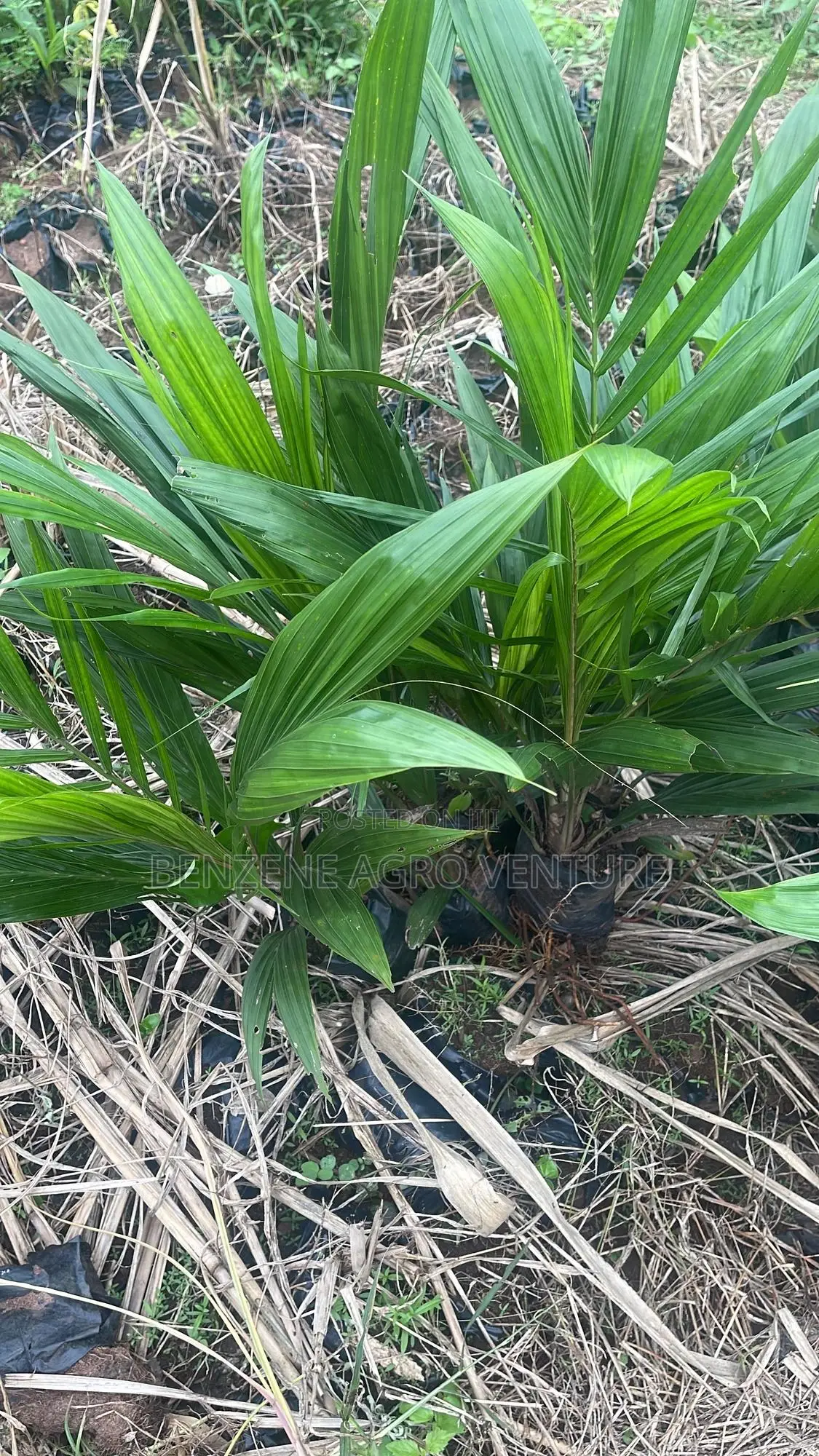 Palm Seedlings