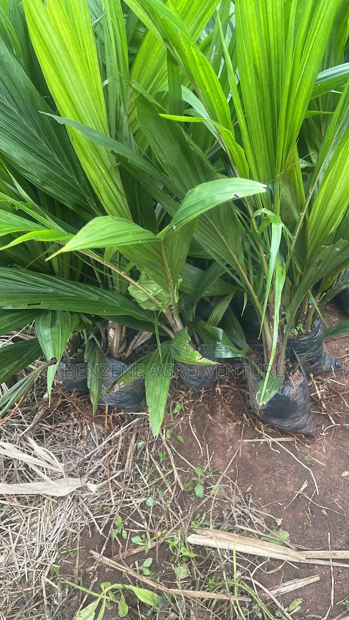 Palm Seedlings